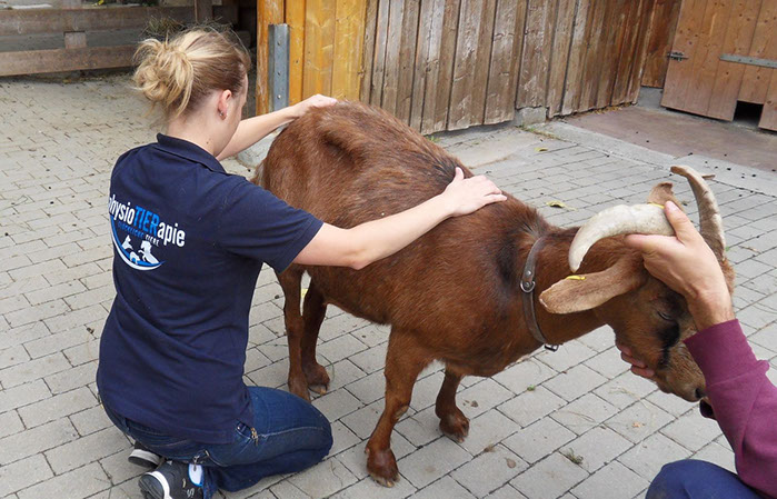 Unsere Galerie PhysioTIERapie in KünzelsauGarnberg