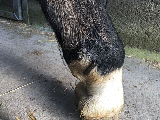 Unsere Galerie PhysioTIERapie in KünzelsauGarnberg